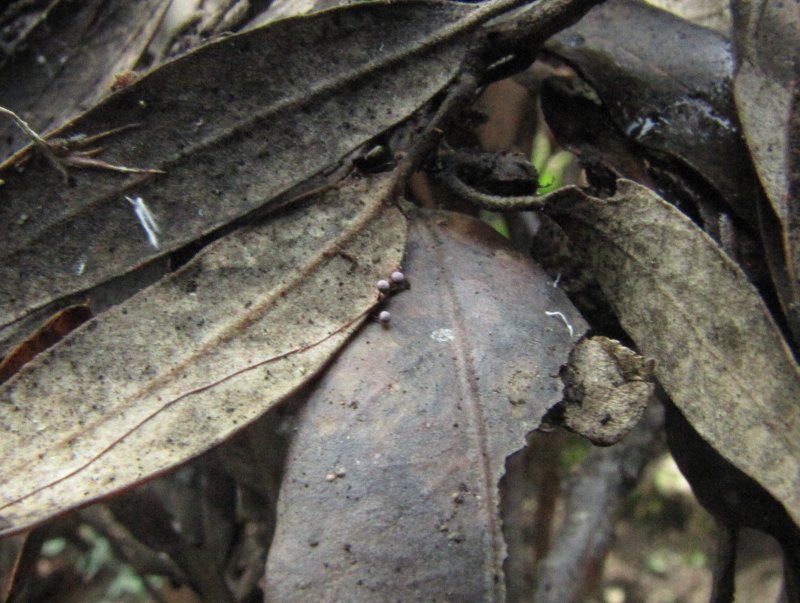 Badhamia utricularis